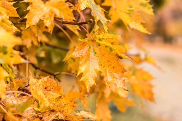 Yellow maple leaf litter in autumn