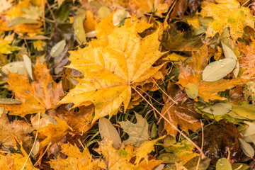 Yellow maple leaf litter in autumn