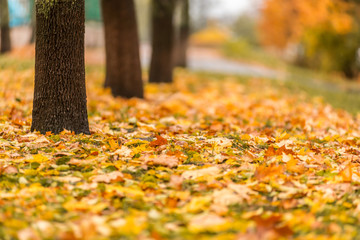 Yellow maple leaf litter in autumn