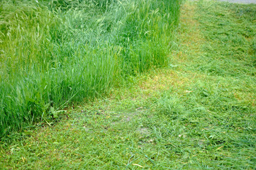 High- trimmed grass, lawn