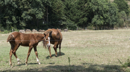 chevaux dans un champs en lisière de la forêt