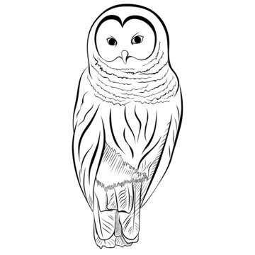 Image of the owl imitates drawing with pen and ink.