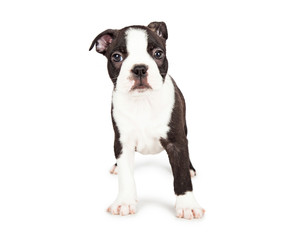 Scared Boston Terrier Puppy Standing