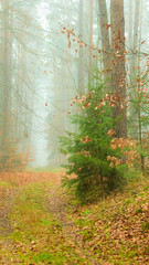 Pathway through the misty autumn forest