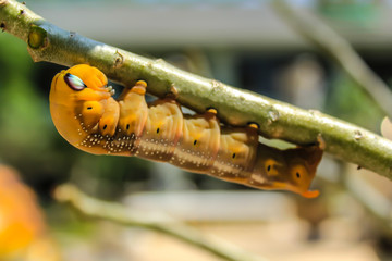 caterpillar on a branch