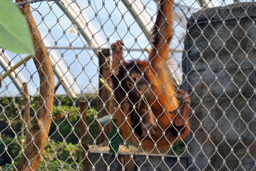 Affe in Gefangenschaft