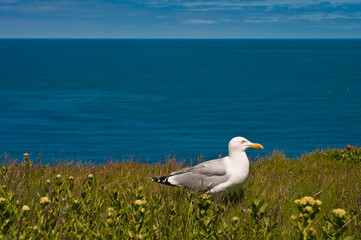 Möwe am Meer