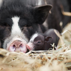 Vietnamese pigs