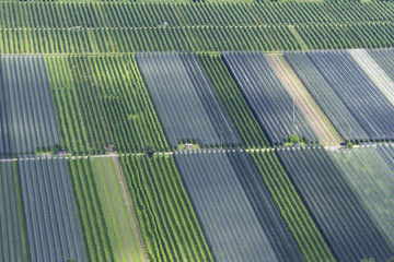 Apfelproduktion in der Landwirtschaft als Monokultur