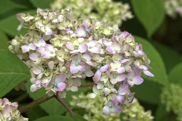 Hortensia - Hydrangea serrata