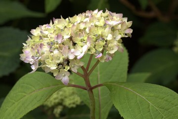 Hortensia - Hydrangea serrata