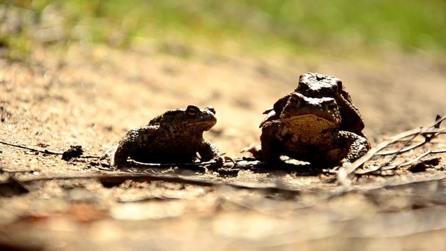 Spring Frogs Mating