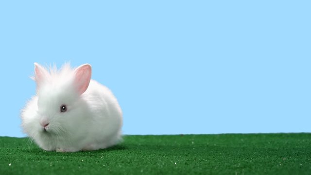 Adorable little bunny sits on green turf and sniffs the air
