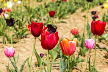 Spring field with colorful tulips