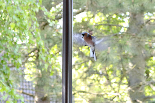 Vogel vor dem Fenster