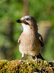Jay bird (Garrulus glandarius)
