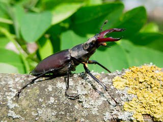 Stag beetle (Lucanus Cervus)