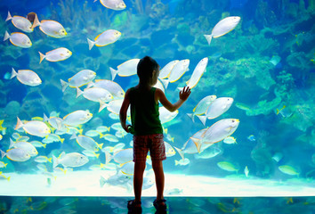 little boy, kid watching the shoal of fish in oceanarium