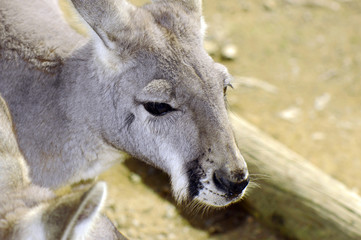 Australian Western Grey Kangaroo in Natural Setting. © millefloreimages