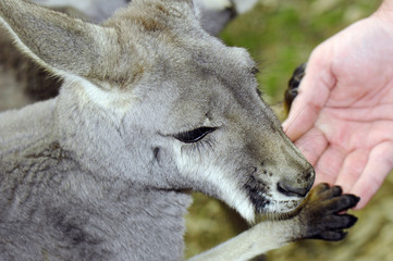 Australian Western Grey Kangaroo in Natural Setting. © millefloreimages