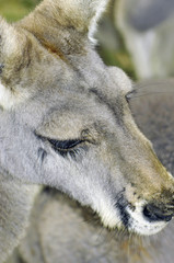 Australian Western Grey Kangaroo in Natural Setting. © millefloreimages