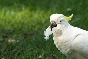 cockatoo © paek0022