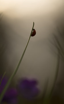 Ladybug resting on straw in first morning light