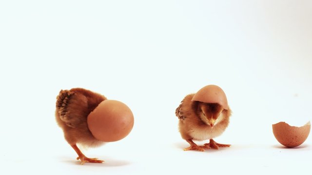 Baby chicks with shell on head