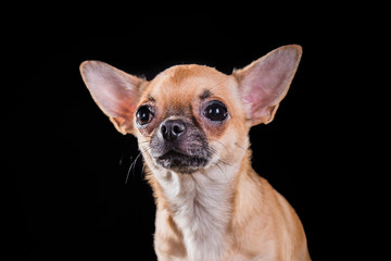 Obraz premium Chihuahua dog