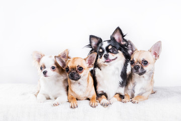 Fototapeta na wymiar Chihuahua dog