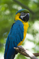 Obraz premium Blue Yellow Macaw Parrot