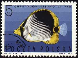Striped Butterflyfish on post stamp