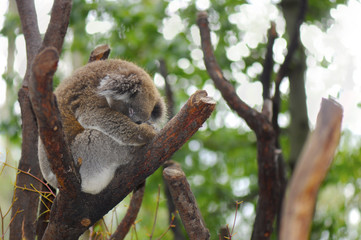 Young Australian Koala