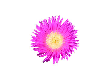 flor con fondo blanco Carpobrotus edulis