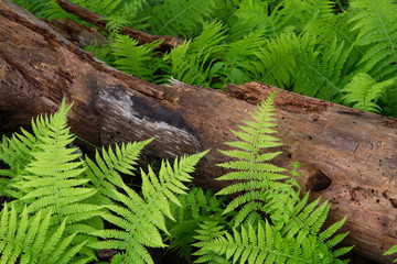 Cinnamon Ferns and Log © wolfsnap