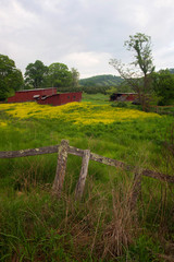 Fototapeta premium Red sheds in flower field