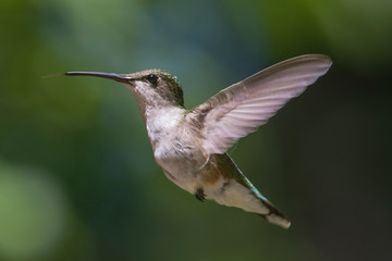 Naklejka na ściany i meble Hummingbird in flight