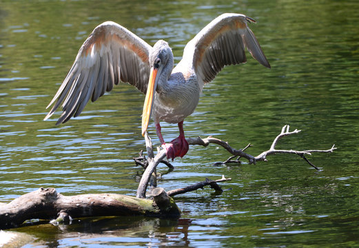 Pink Backed Pelican