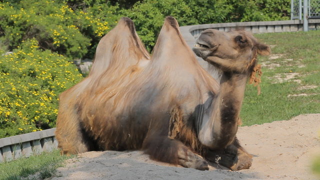 Sad Camel in the zoo