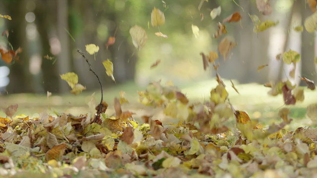 A pile of dead leaves gets raked in slow motion
