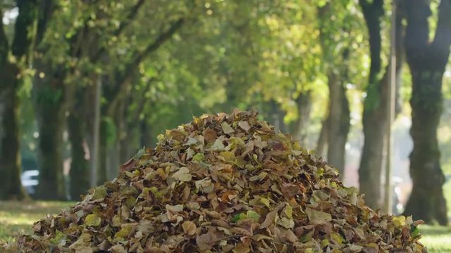 A cute young woman pops out from behind a pile of leaves and blows a kiss at the camera