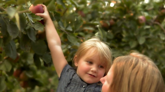 Little girl picks an apple from a tree while mother holds her.