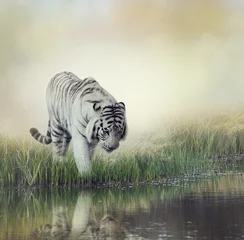 Crédence de cuisine en verre imprimé Tigre tigre blanc
