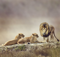 Naklejka na ściany i meble Family of Lions