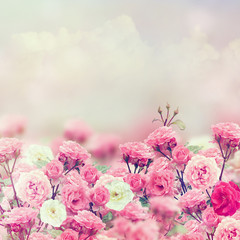 Fototapety  Różowe Kwiaty