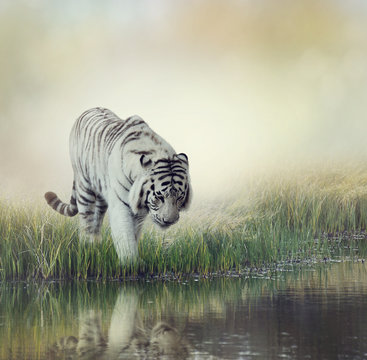 White Tiger