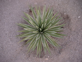 砂漠の植物