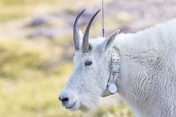 Mountain Goat with a Radio tracking Collar