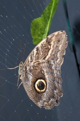 Butterfly Papilio,