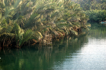 Mangrove forest in the river image